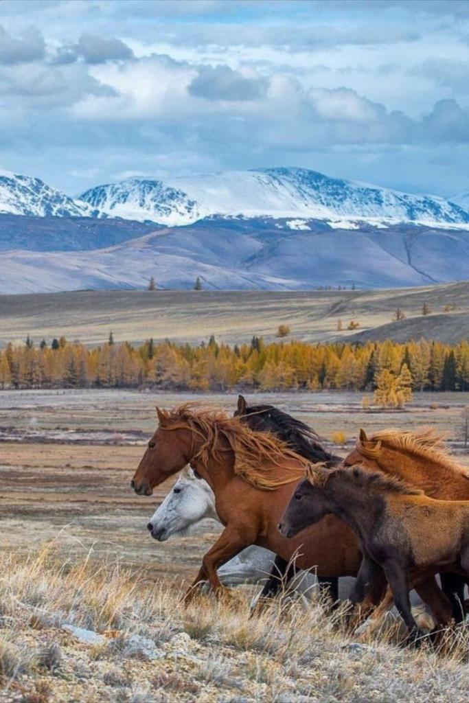 Дух свободы, Горный Алтай.jpg Дух свободы, Горный Алтай.jpg